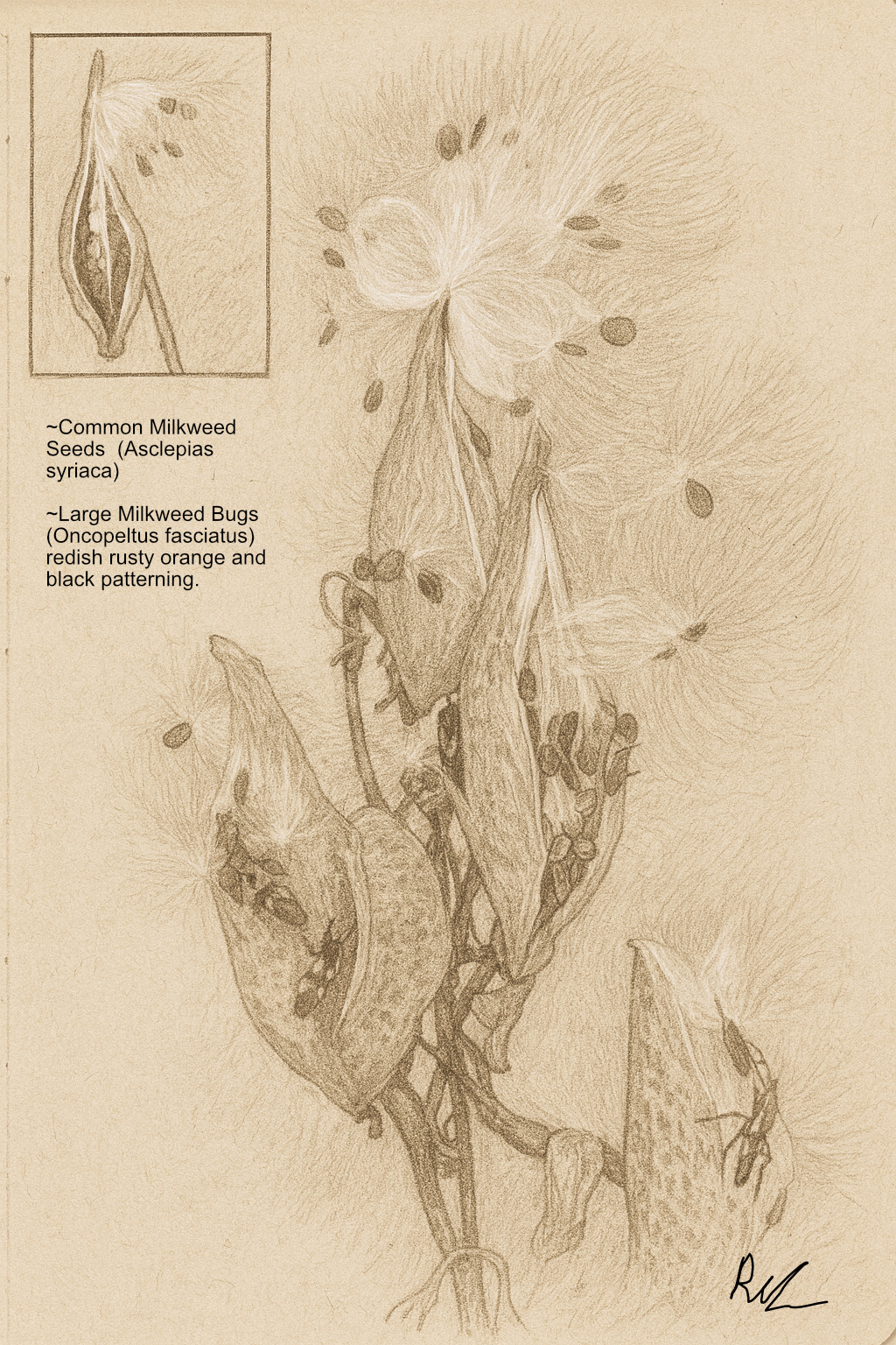 Detailed pencil illustration by Rosalie Sinclair of milkweed seed pods partially open, with fluffy silk-tufted seeds beginning to disperse.